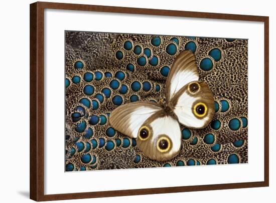 Taenaris Catops Butterfly on Malayan Peacock-Pheasant Feather Design-Darrell Gulin-Framed Photographic Print