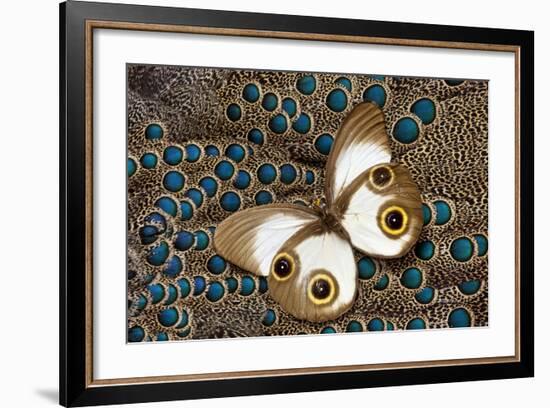 Taenaris Catops Butterfly on Malayan Peacock-Pheasant Feather Design-Darrell Gulin-Framed Photographic Print