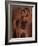 Tagfish-Fabio Panichi-Framed Photographic Print