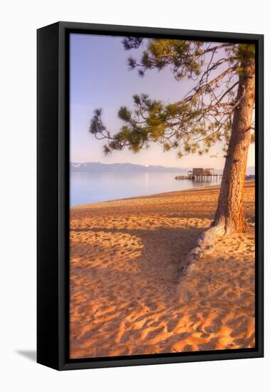 Tahoe Lake Tree-Vincent James-Framed Premier Image Canvas