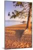 Tahoe Lake Tree-Vincent James-Mounted Photographic Print