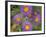 Tahoka Daisy, St. Mary, Montana, USA-Darrell Gulin-Framed Photographic Print