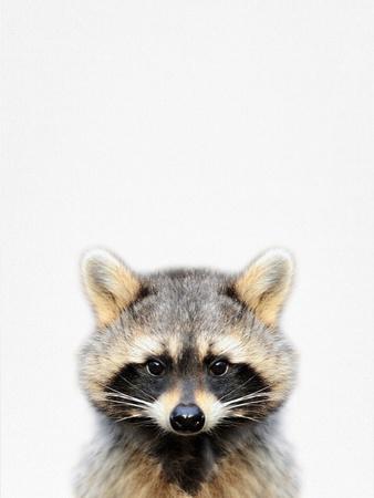 Raccoon Paintings & Art Prints | Art.com