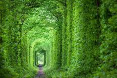 Wonder of Nature - Real Tunnel of Love, Green Trees and the Railroad, Ukraine.-Taiga-Photographic Print