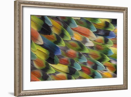 Tail Feather Design and Pattern of Many Varities of Lovebirds-Darrell Gulin-Framed Photographic Print