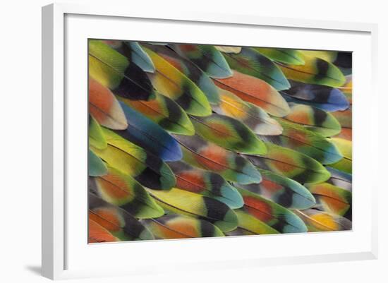 Tail Feather Design and Pattern of Many Varities of Lovebirds-Darrell Gulin-Framed Photographic Print