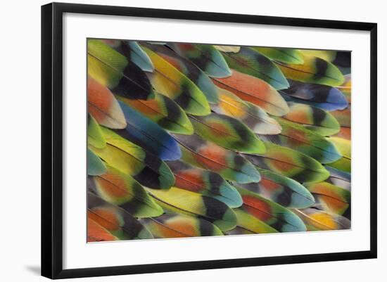 Tail Feather Design and Pattern of Many Varities of Lovebirds-Darrell Gulin-Framed Photographic Print