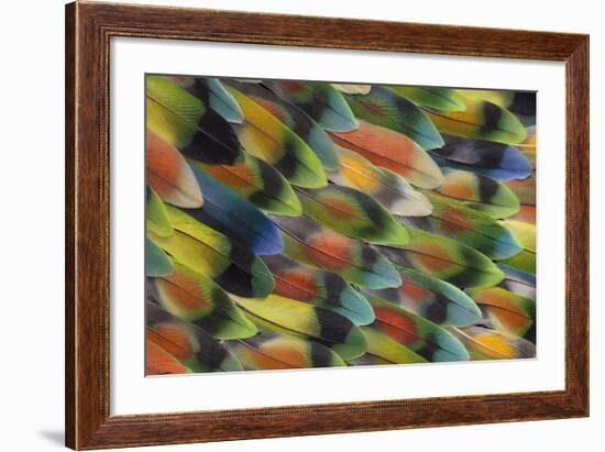 Tail Feather Design and Pattern of Many Varities of Lovebirds-Darrell Gulin-Framed Photographic Print