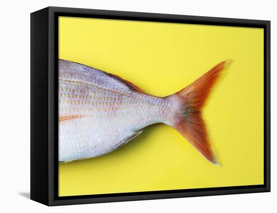 Tail Fin of a Common Pandora-Fridhelm Volk-Framed Premier Image Canvas