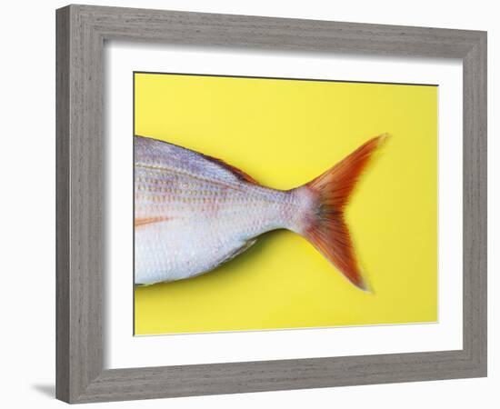Tail Fin of a Common Pandora-Fridhelm Volk-Framed Photographic Print