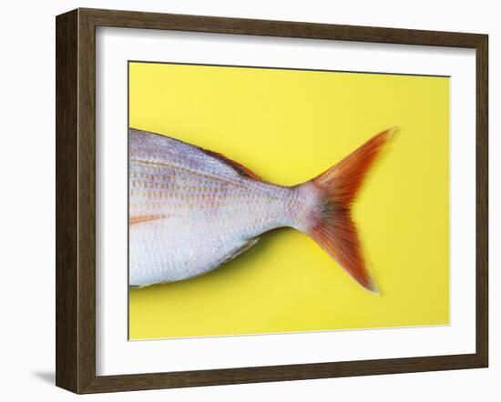 Tail Fin of a Common Pandora-Fridhelm Volk-Framed Photographic Print