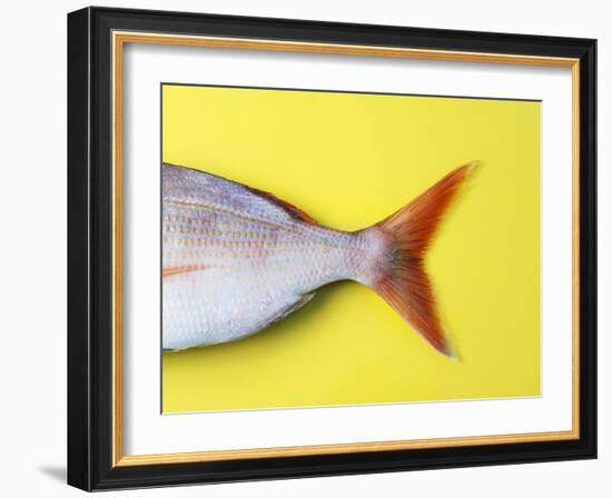 Tail Fin of a Common Pandora-Fridhelm Volk-Framed Photographic Print