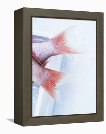 Tail Fins of Two Blue Spotted Seabream-Marc O^ Finley-Framed Premier Image Canvas