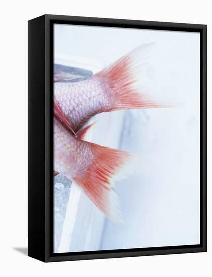 Tail Fins of Two Blue Spotted Seabream-Marc O^ Finley-Framed Premier Image Canvas