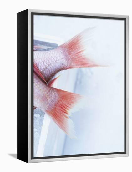 Tail Fins of Two Blue Spotted Seabream-Marc O^ Finley-Framed Premier Image Canvas