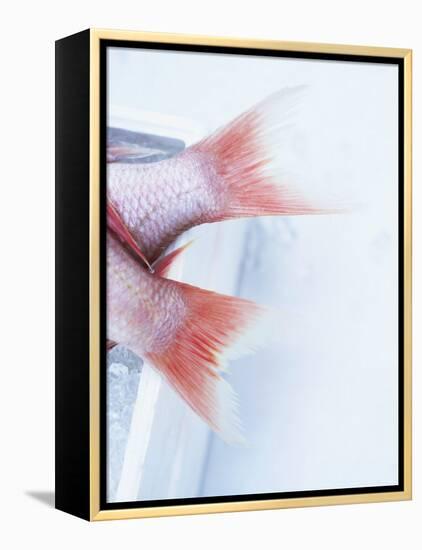 Tail Fins of Two Blue Spotted Seabream-Marc O^ Finley-Framed Premier Image Canvas