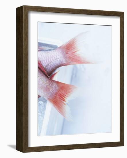 Tail Fins of Two Blue Spotted Seabream-Marc O^ Finley-Framed Photographic Print