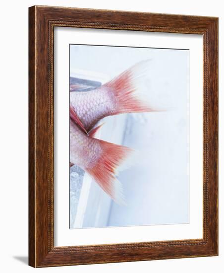 Tail Fins of Two Blue Spotted Seabream-Marc O^ Finley-Framed Photographic Print