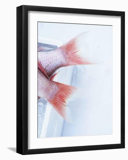 Tail Fins of Two Blue Spotted Seabream-Marc O^ Finley-Framed Photographic Print