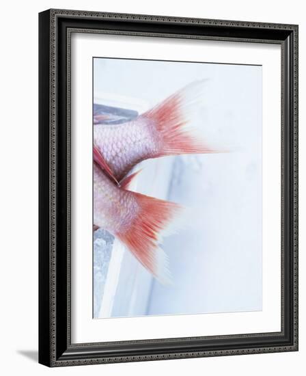 Tail Fins of Two Blue Spotted Seabream-Marc O^ Finley-Framed Photographic Print