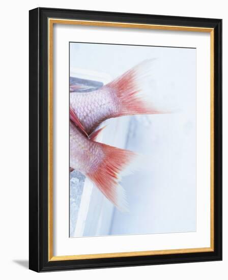 Tail Fins of Two Blue Spotted Seabream-Marc O^ Finley-Framed Photographic Print