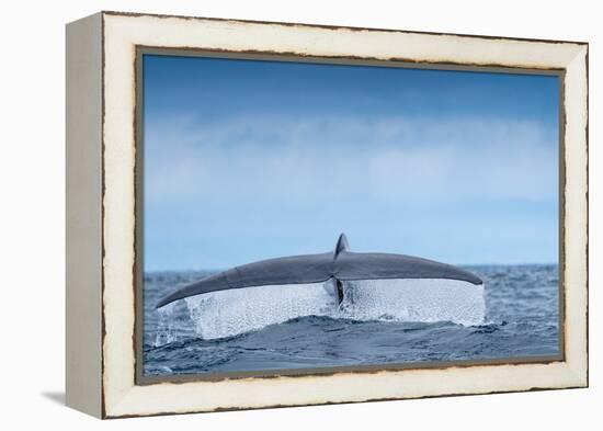 Tail fluke of Blue whale  diving, Atlantic Ocean-Franco Banfi-Framed Premier Image Canvas