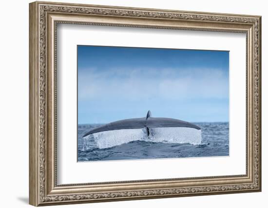 Tail fluke of Blue whale  diving, Atlantic Ocean-Franco Banfi-Framed Photographic Print