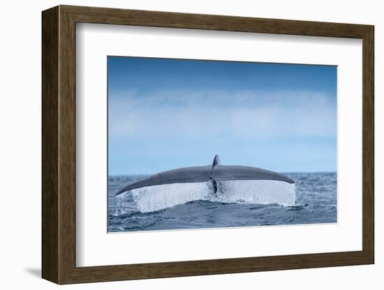 Tail fluke of Blue whale  diving, Atlantic Ocean-Franco Banfi-Framed Photographic Print