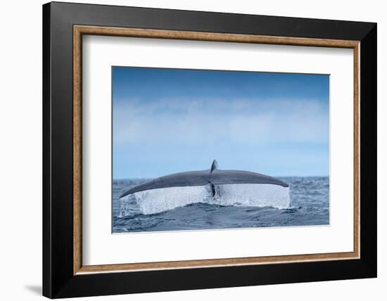 Tail fluke of Blue whale  diving, Atlantic Ocean-Franco Banfi-Framed Photographic Print