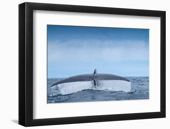 Tail fluke of Blue whale  diving, Atlantic Ocean-Franco Banfi-Framed Photographic Print