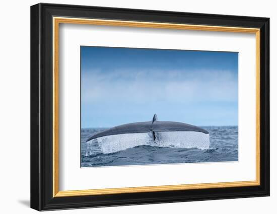 Tail fluke of Blue whale  diving, Atlantic Ocean-Franco Banfi-Framed Photographic Print