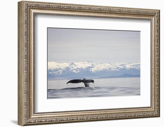 Tail Fluke of Diving Humpback Whale in Frederick Sound-null-Framed Photographic Print