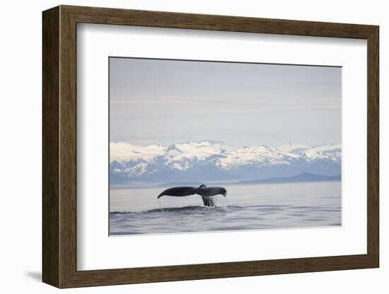 Tail Fluke of Diving Humpback Whale in Frederick Sound-null-Framed Photographic Print