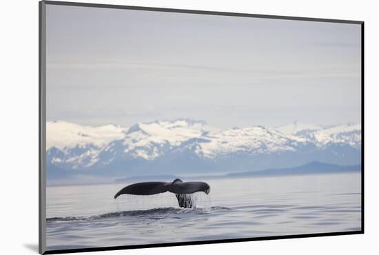 Tail Fluke of Diving Humpback Whale in Frederick Sound-null-Mounted Photographic Print