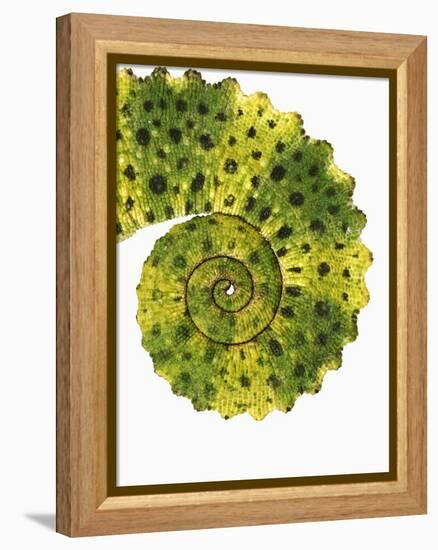 Tail of Meller's Chameleon-Martin Harvey-Framed Premier Image Canvas