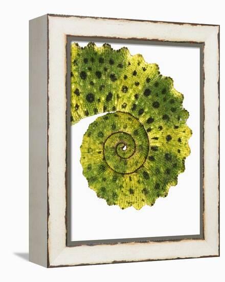 Tail of Meller's Chameleon-Martin Harvey-Framed Premier Image Canvas