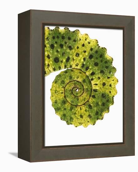 Tail of Meller's Chameleon-Martin Harvey-Framed Premier Image Canvas