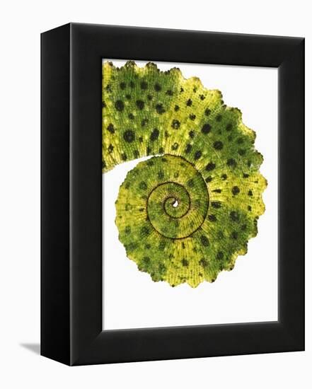 Tail of Meller's Chameleon-Martin Harvey-Framed Premier Image Canvas