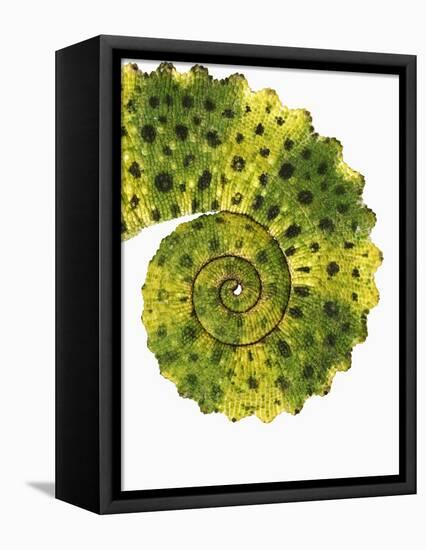 Tail of Meller's Chameleon-Martin Harvey-Framed Premier Image Canvas