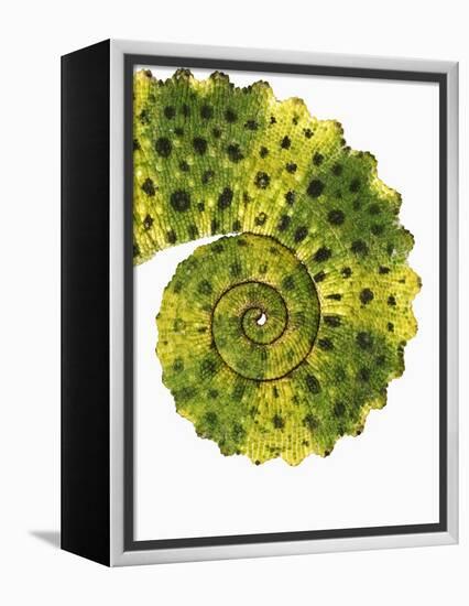 Tail of Meller's Chameleon-Martin Harvey-Framed Premier Image Canvas