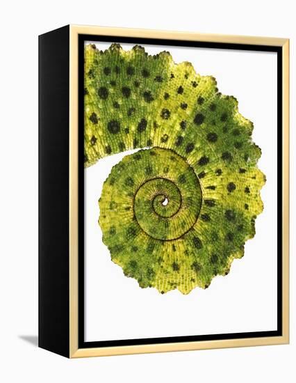 Tail of Meller's Chameleon-Martin Harvey-Framed Premier Image Canvas