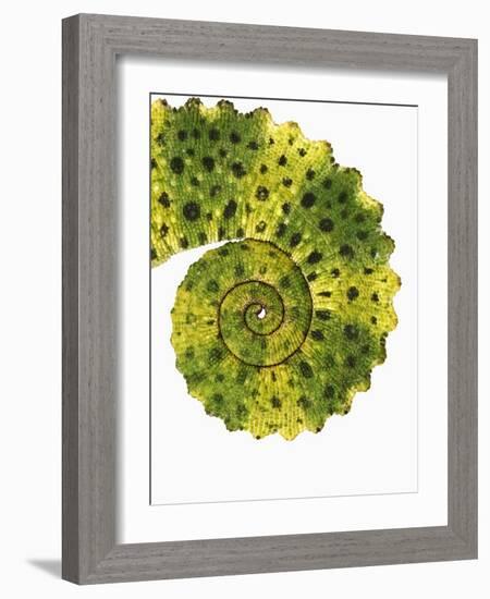 Tail of Meller's Chameleon-Martin Harvey-Framed Photographic Print