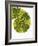 Tail of Meller's Chameleon-Martin Harvey-Framed Photographic Print