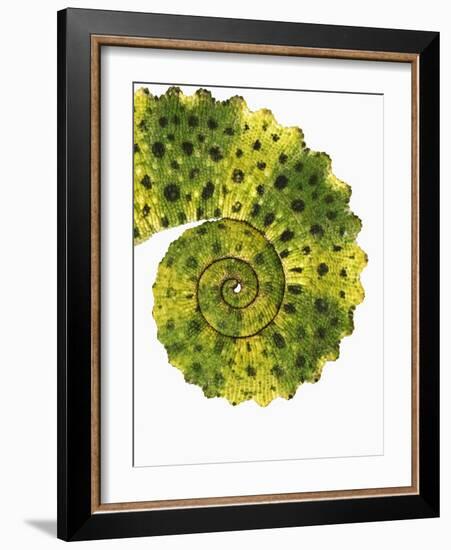 Tail of Meller's Chameleon-Martin Harvey-Framed Photographic Print