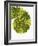 Tail of Meller's Chameleon-Martin Harvey-Framed Photographic Print