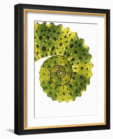 Tail of Meller's Chameleon-Martin Harvey-Framed Photographic Print