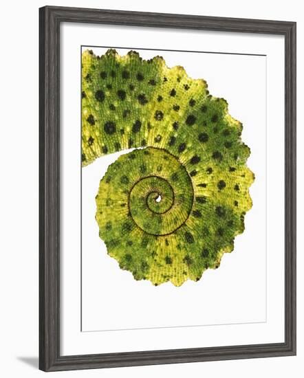 Tail of Meller's Chameleon-Martin Harvey-Framed Photographic Print