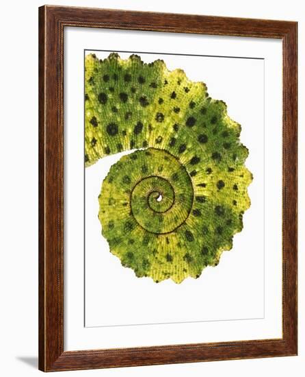 Tail of Meller's Chameleon-Martin Harvey-Framed Photographic Print