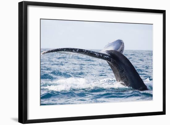 Tail of Whale/Whale Show the Tail above Water/It's a Excellent Photo, Picture, Illustration of Wild-Kirill Dorofeev-Framed Photographic Print