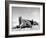 Tail Section of a Damaged P 38 Fighter Plane in the Desert During Allied North Africa Campaign WWII-Margaret Bourke-White-Framed Photographic Print